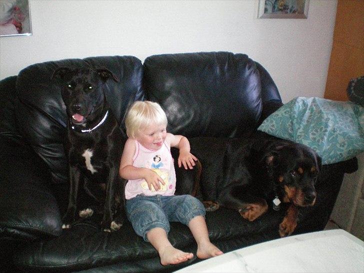 Rottweiler Tessa - Tessa i sin sofa med Bella og min datter <3 billede 3