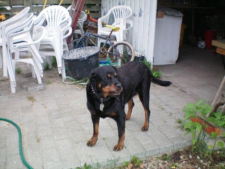 Rottweiler Tessa billede 4