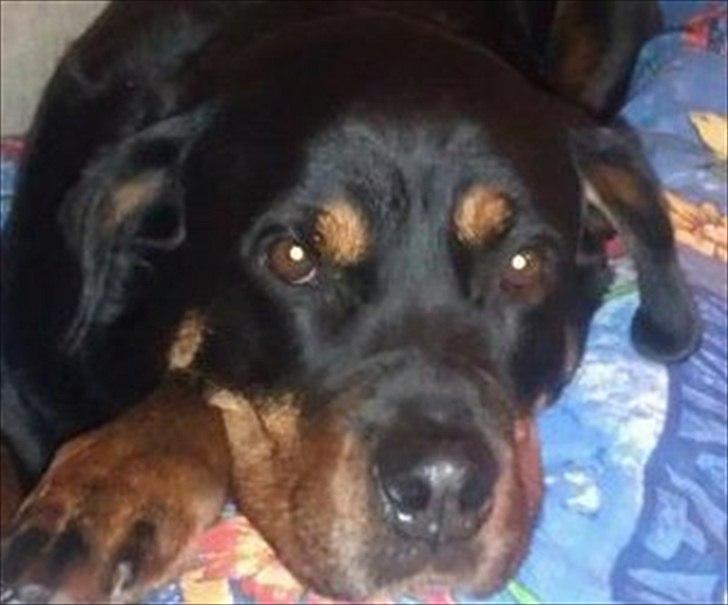 Rottweiler Tessa - Hygge på sofaen med mor. billede 5