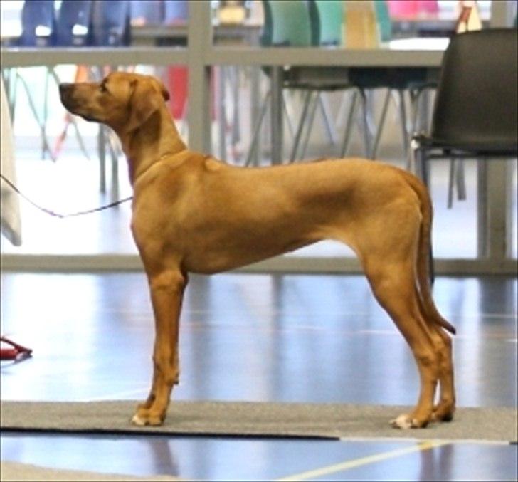 Rhodesian ridgeback Lewanika Humusha - Humusha til udstilling i RRK januar 2012. Babyklasse. Bedste tæve og bedste baby:) billede 20