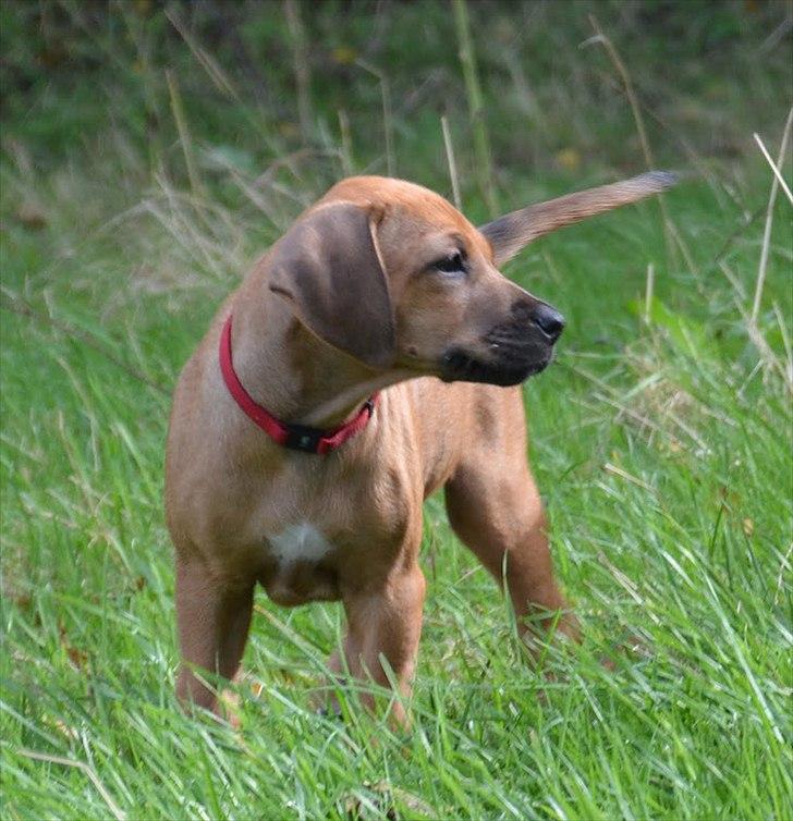 Rhodesian ridgeback Lewanika Humusha - Humusha ca. 7 uger. billede 26