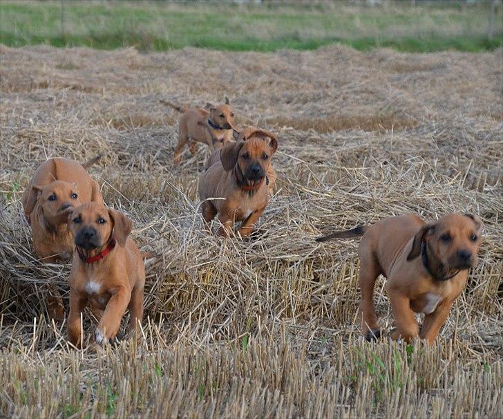 Rhodesian ridgeback Lewanika Humusha - Humusha (med rødt halsbånd) ca. 7 uger. billede 25