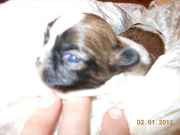 Shih tzu Gizmo ( blue shih tze ) billede 2