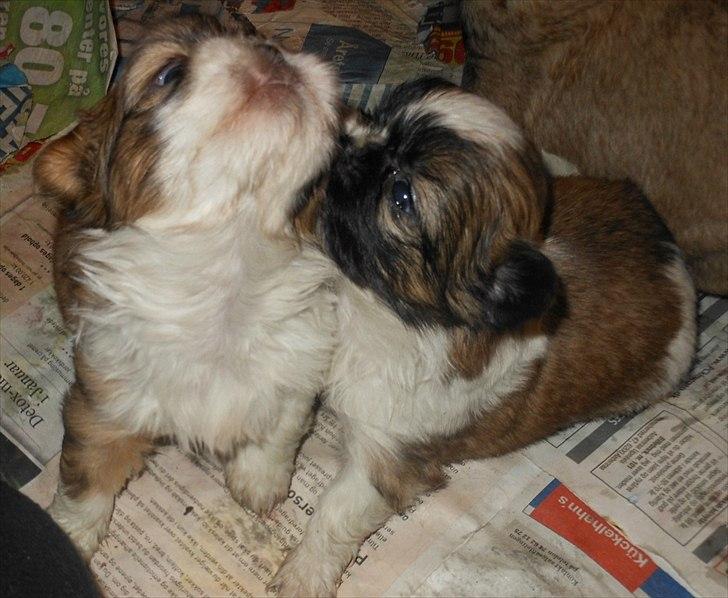 Shih tzu Gizmo ( blue shih tze ) billede 5