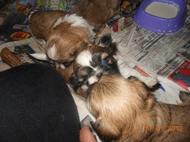 Shih tzu Gizmo ( blue shih tze ) billede 6