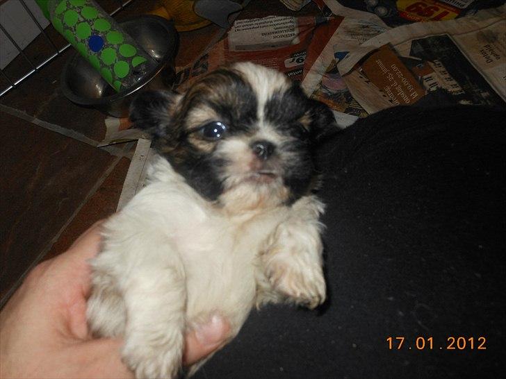 Shih tzu Gizmo ( blue shih tze ) billede 7