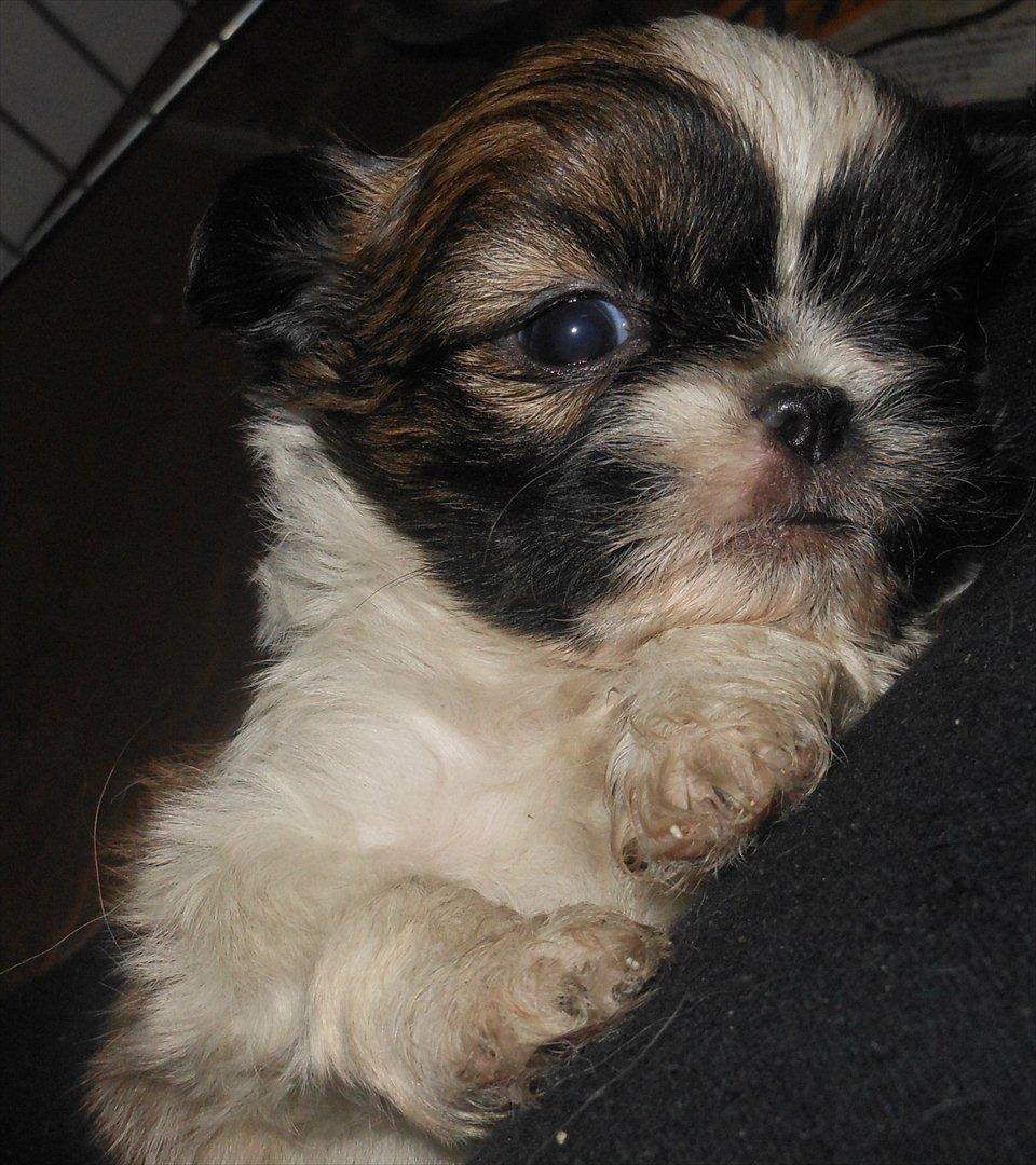 Shih tzu Gizmo ( blue shih tze ) billede 8