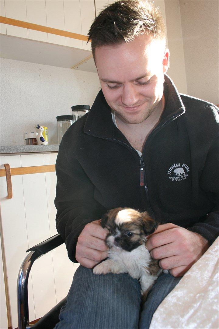 Shih tzu Gizmo ( blue shih tze ) billede 12