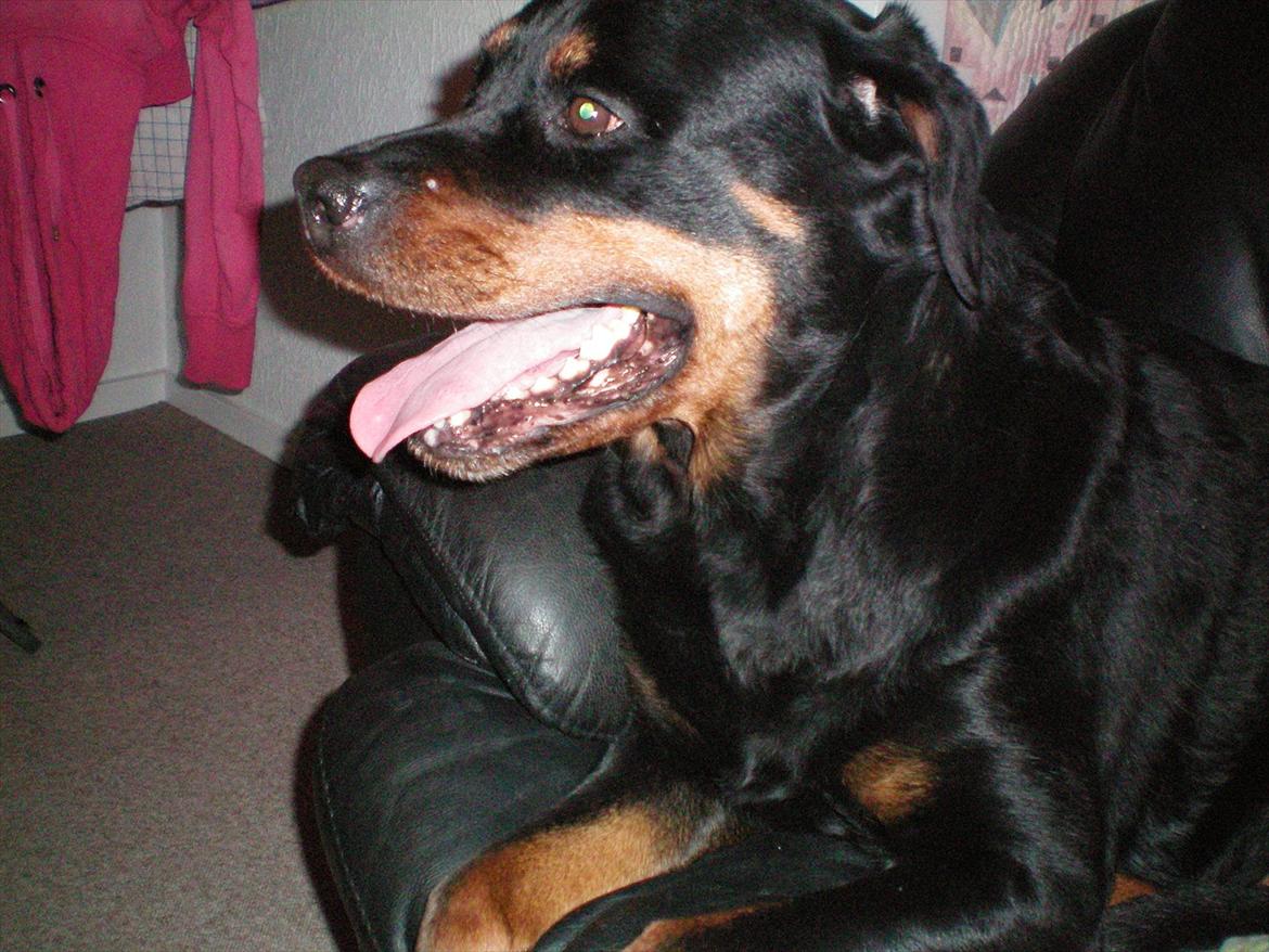 Rottweiler Tessa billede 6