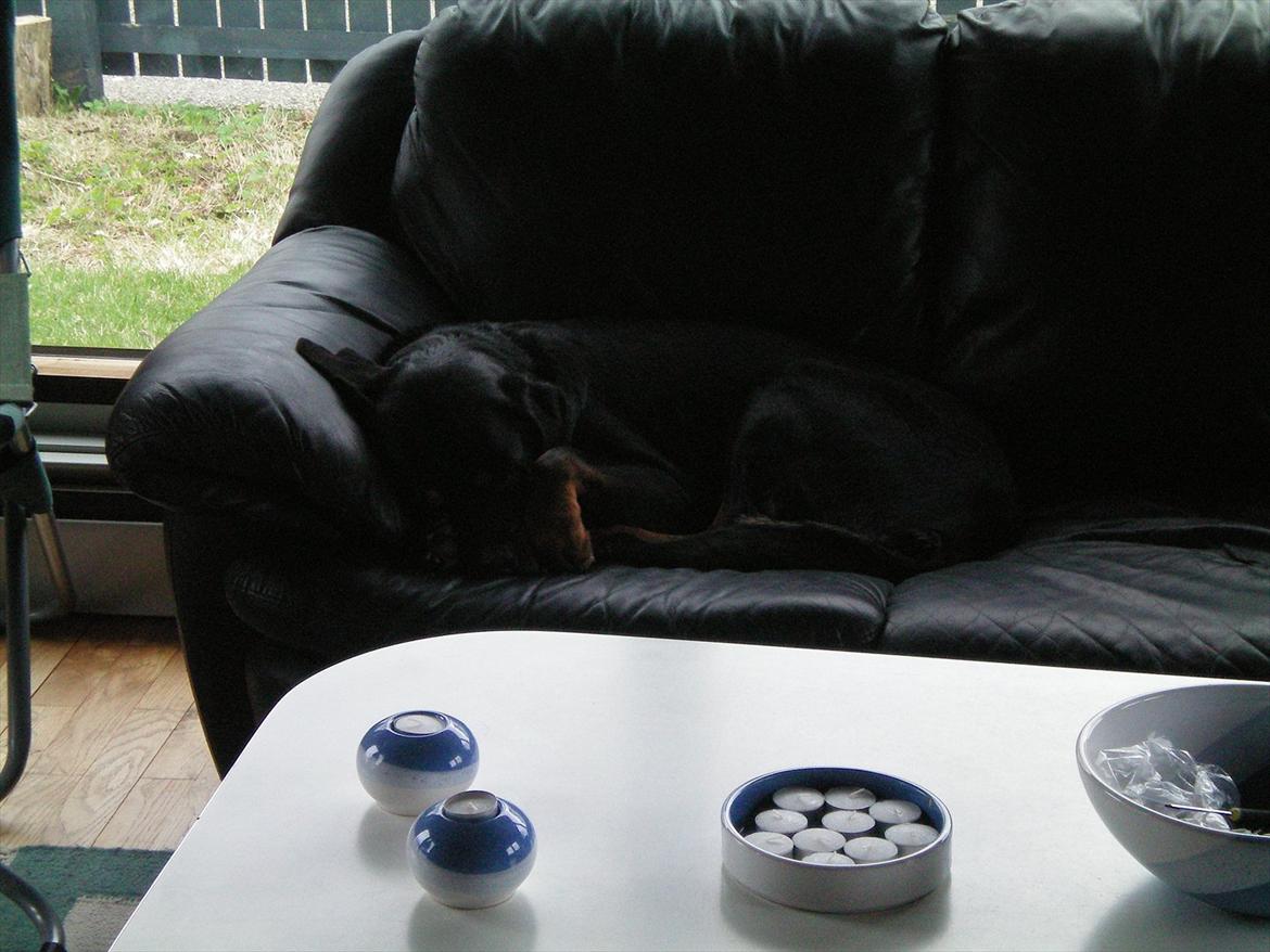Rottweiler Tessa - Så godt med en lur og så i egen sofa :) billede 7
