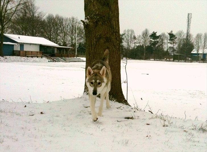 Tamaskan Dog Indiana - "Matsi" - 8 mdr. billede 19