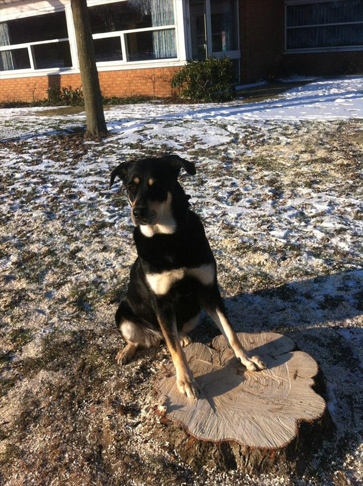 Blanding af racer Ronja billede 1