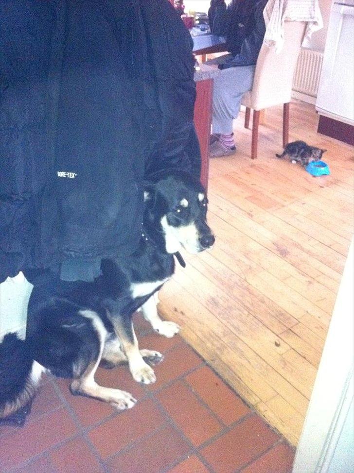 Blanding af racer Ronja billede 2