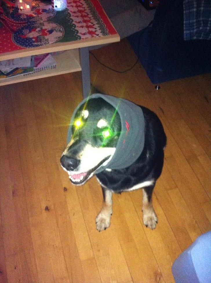 Blanding af racer Ronja billede 3