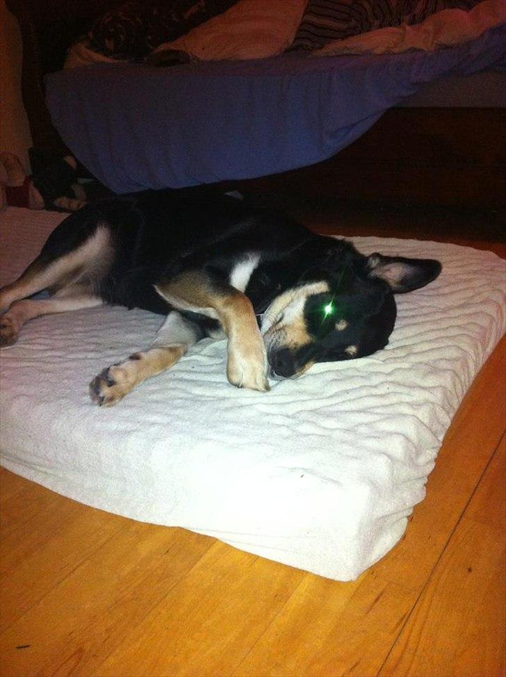 Blanding af racer Ronja billede 4