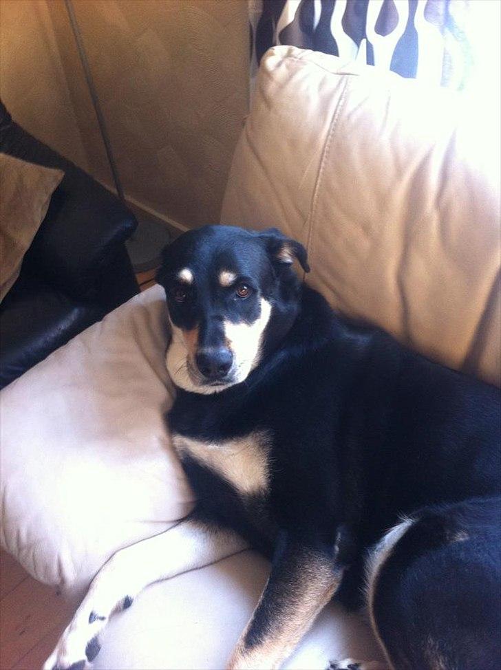 Blanding af racer Ronja billede 5