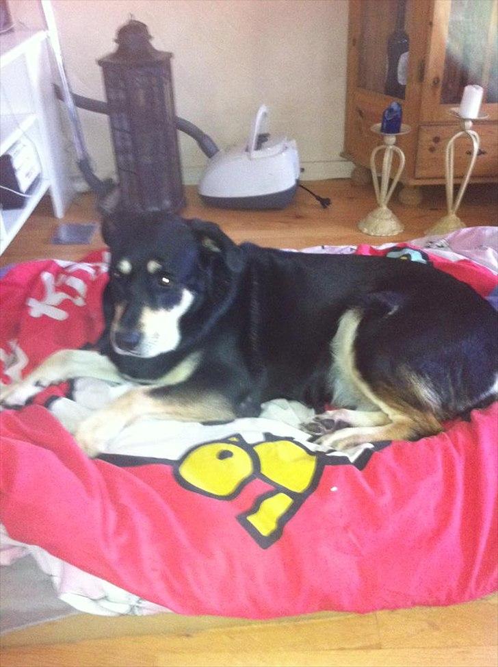 Blanding af racer Ronja billede 6