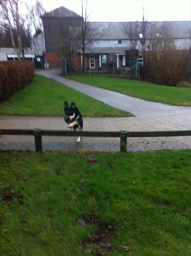 Blanding af racer Ronja billede 7