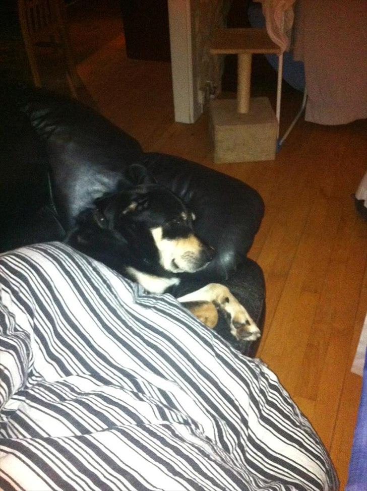 Blanding af racer Ronja billede 8