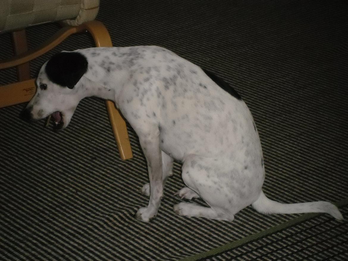 Dansk svensk gaardhund Sniffer [Bedste ven] - Uha, Sniffer, hvad spiser du?

Vinter 2012 billede 44