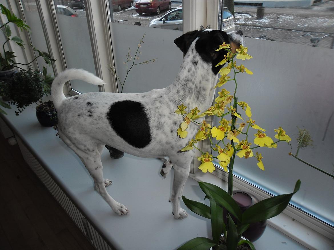 Dansk svensk gaardhund Sniffer [Bedste ven] - Hvad foregår der?

Vinter 1012 billede 39