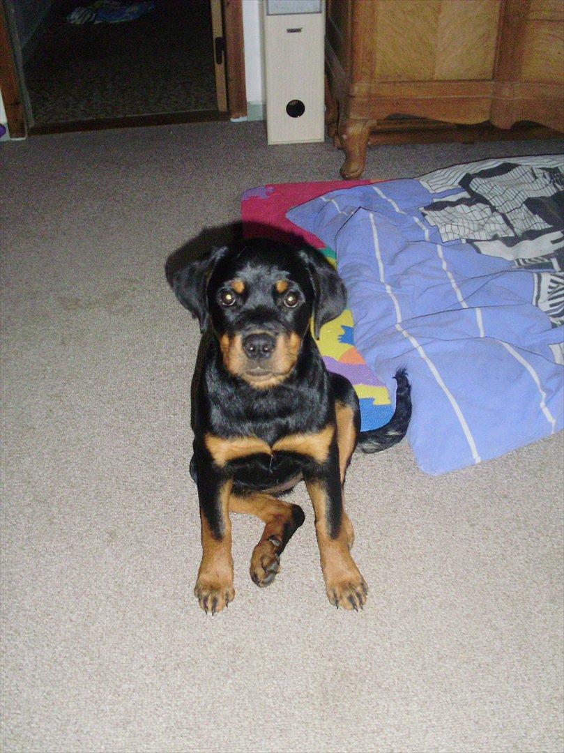 Rottweiler Lady billede 1