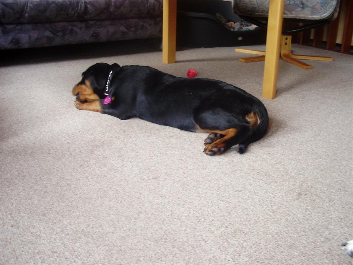 Rottweiler Lady billede 2