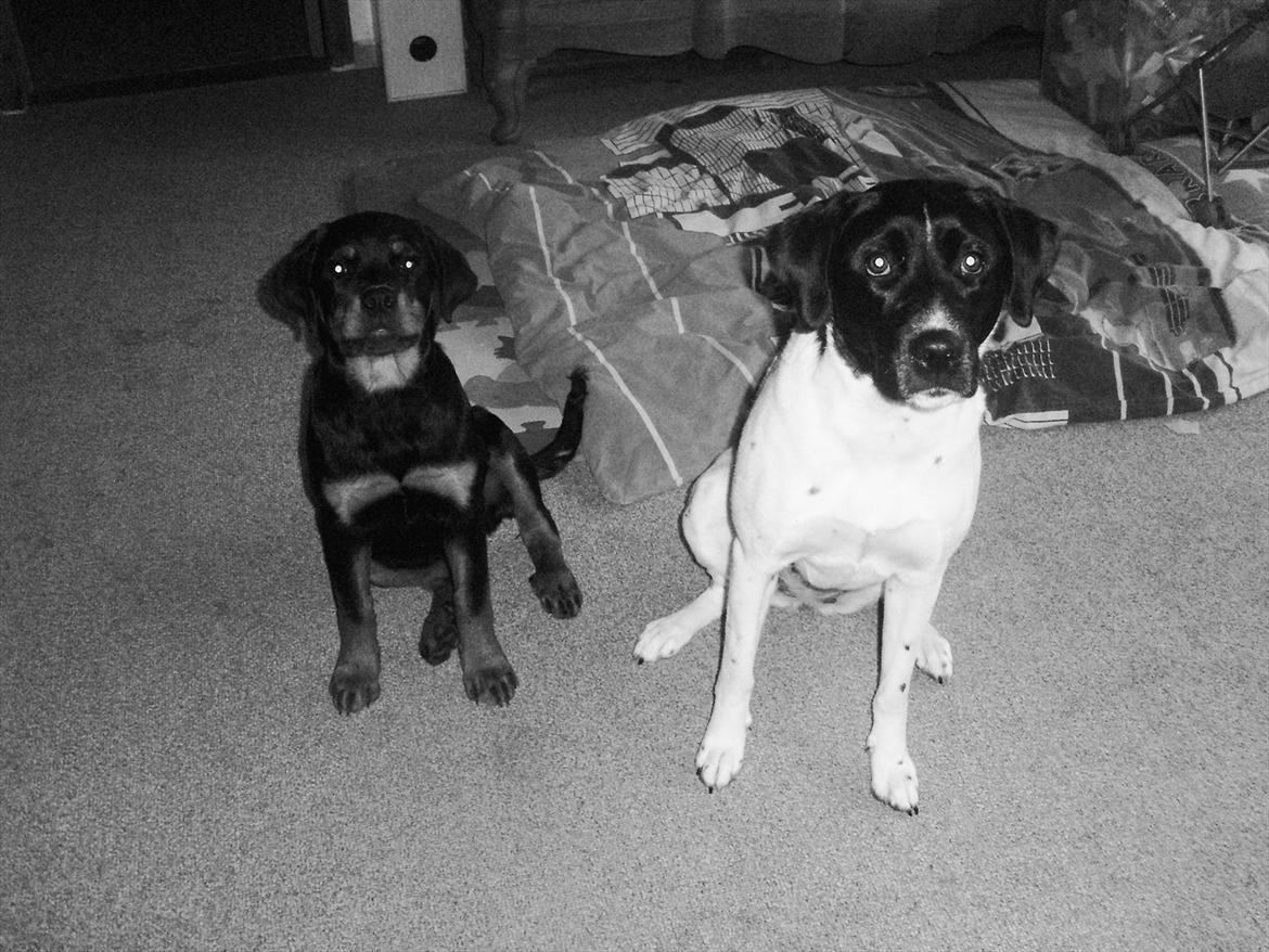 Rottweiler Lady billede 3