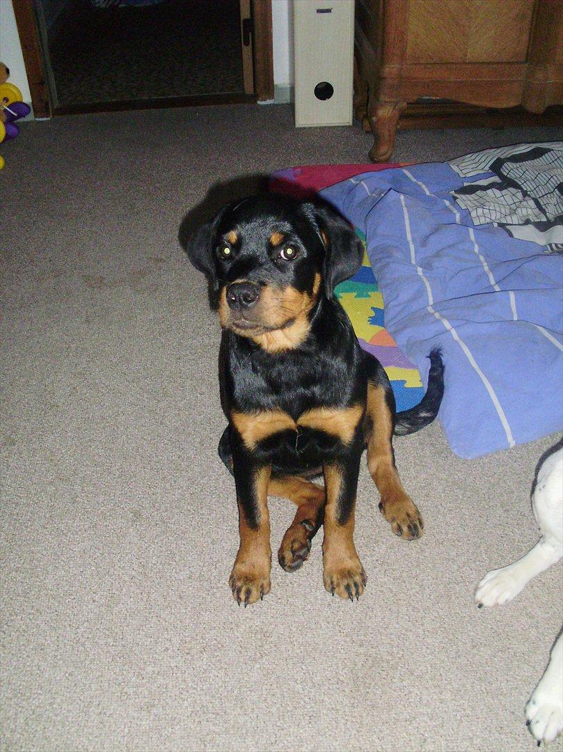 Rottweiler Lady billede 4