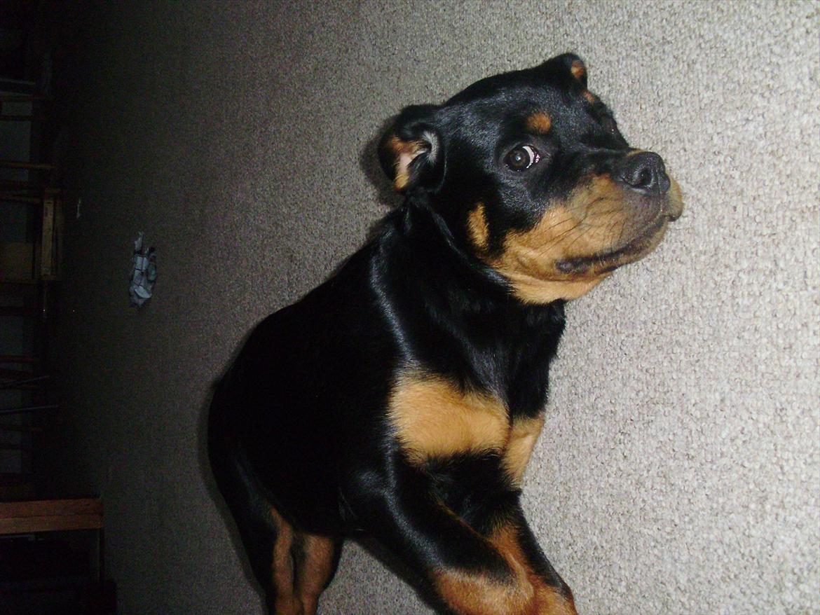 Rottweiler Lady billede 5