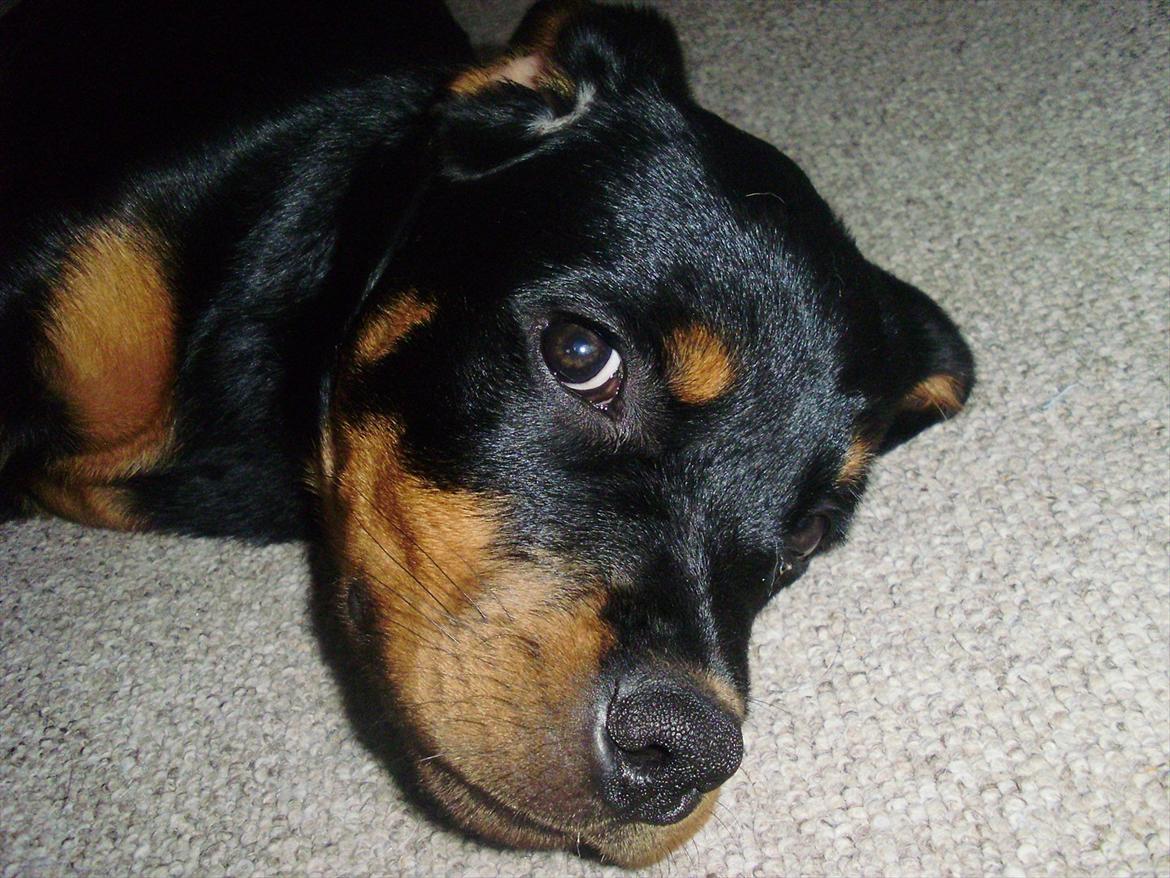 Rottweiler Lady billede 6