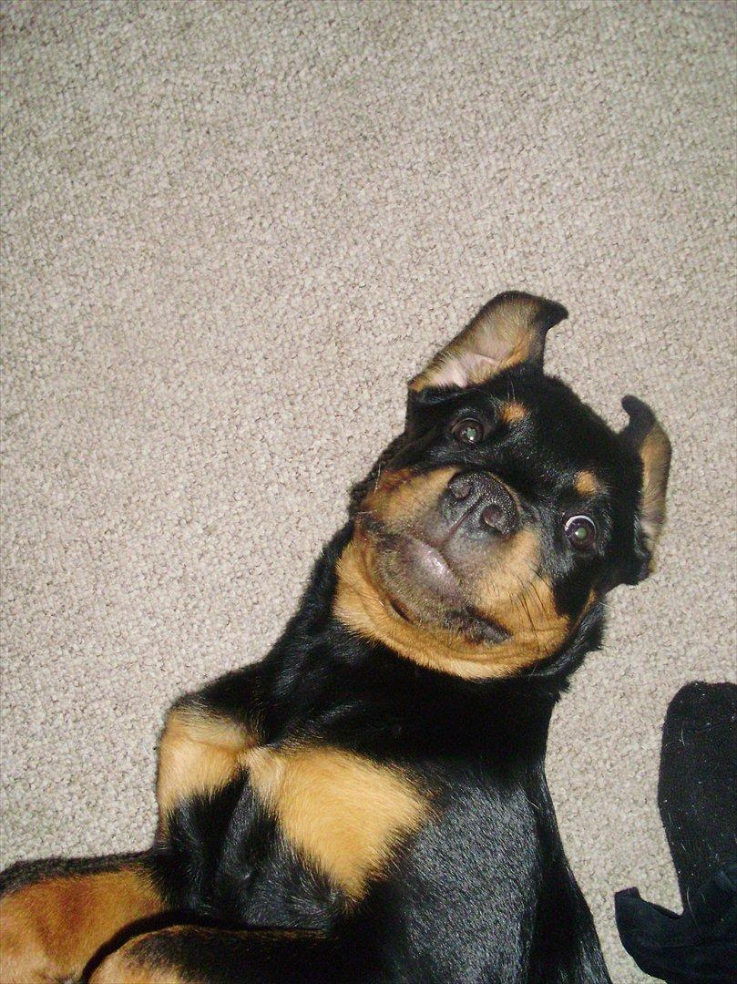 Rottweiler Lady billede 7