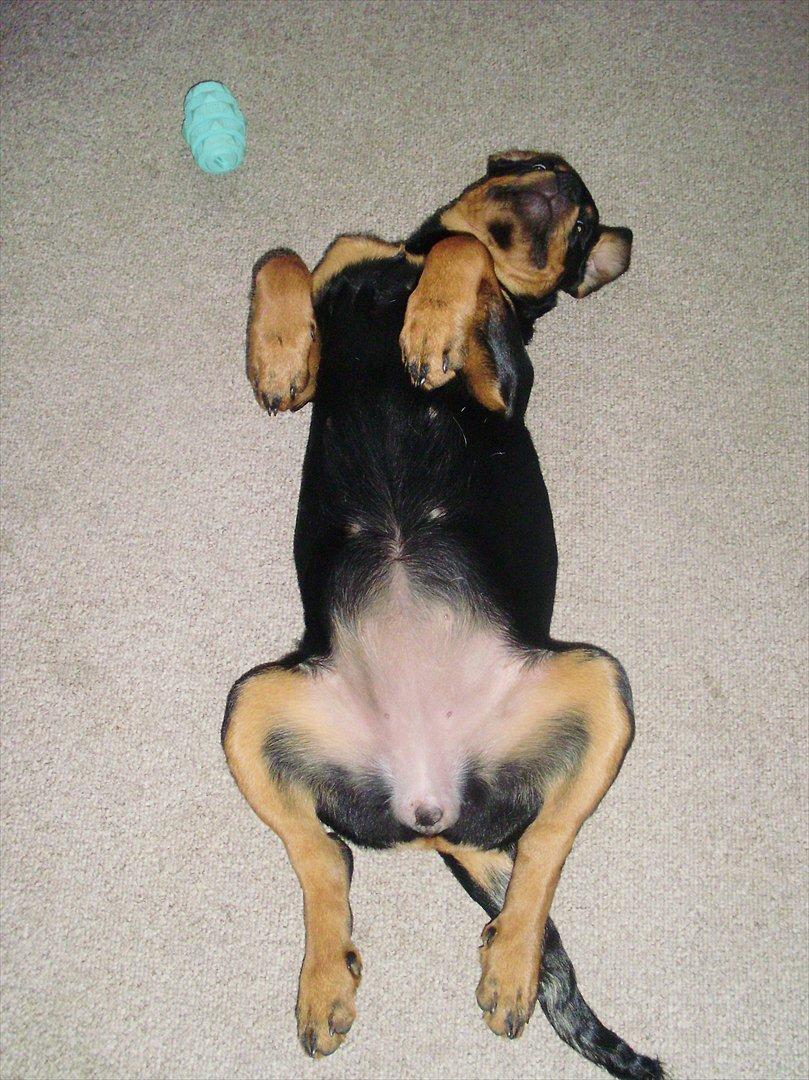 Rottweiler Lady billede 8