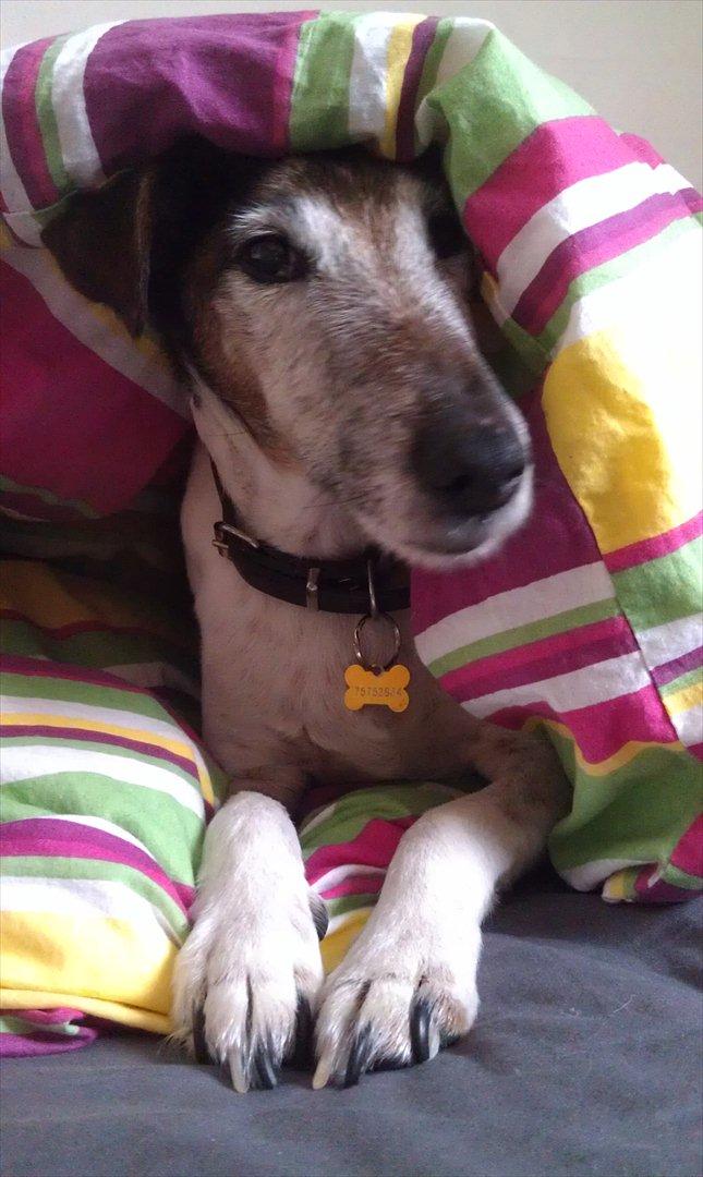 Glathåret foxterrier Ricko - Ricko kan ikke helt forstå jeg vækkede ham, nu lå han lige så godt :-) billede 13