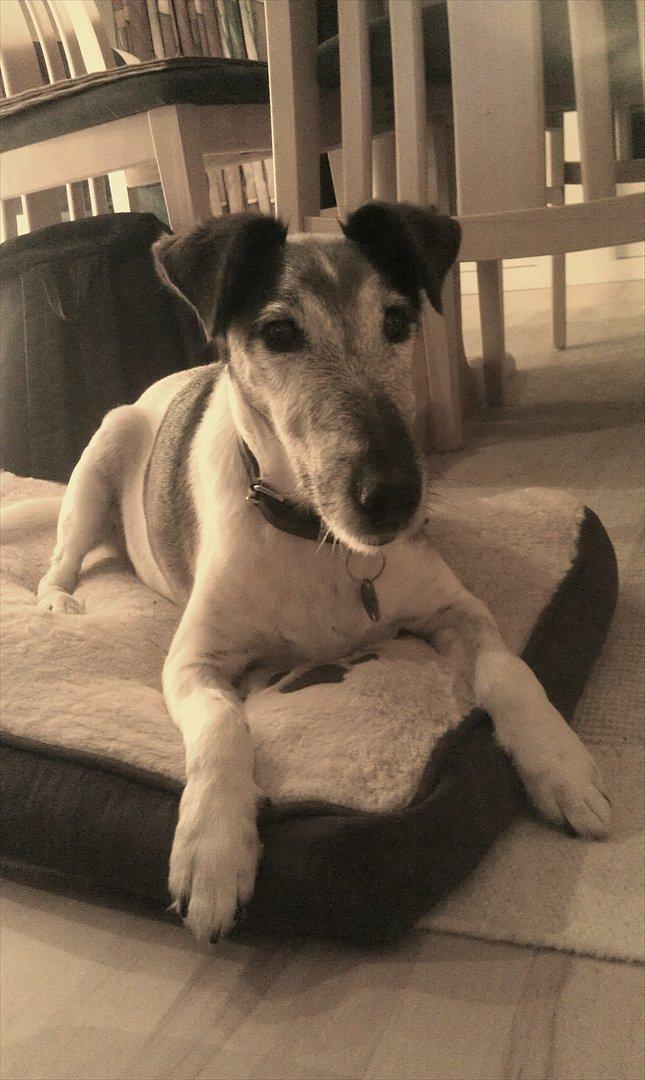 Glathåret foxterrier Ricko - Da mor malede, kunne vi ligeså godt ligge og hygge :D billede 14