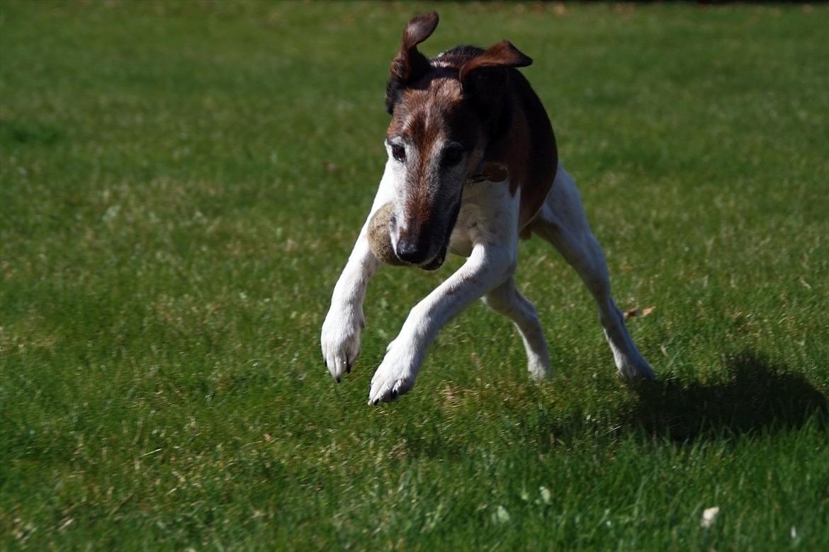 Glathåret foxterrier Ricko - Fis og løjer ude i haven : DD billede 15