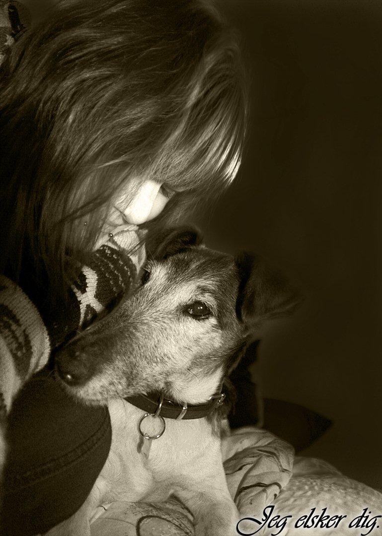 Glathåret foxterrier Ricko - Min aller bedste ven! <3 billede 16