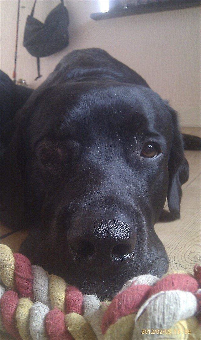 Labrador retriever Basse  billede 17