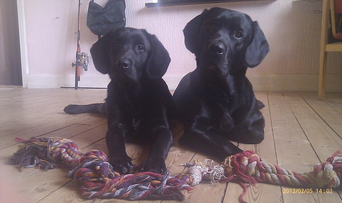 Labrador retriever Basse  billede 18
