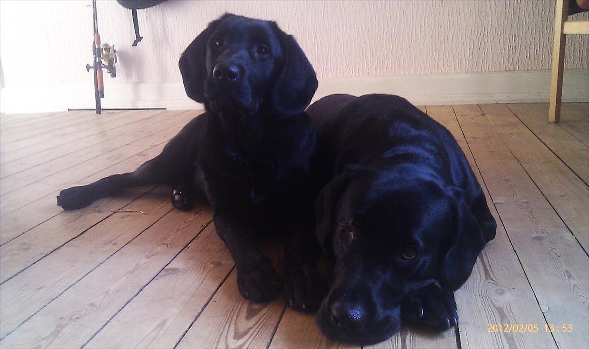 Labrador retriever Basse  billede 19