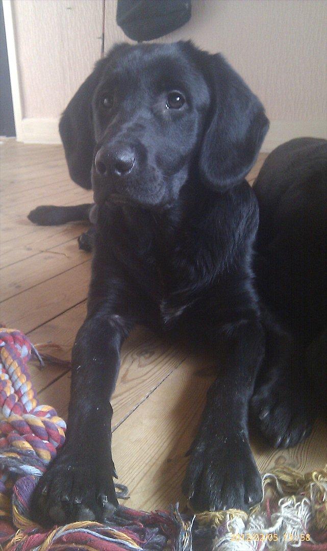 Labrador retriever Tøsen billede 9