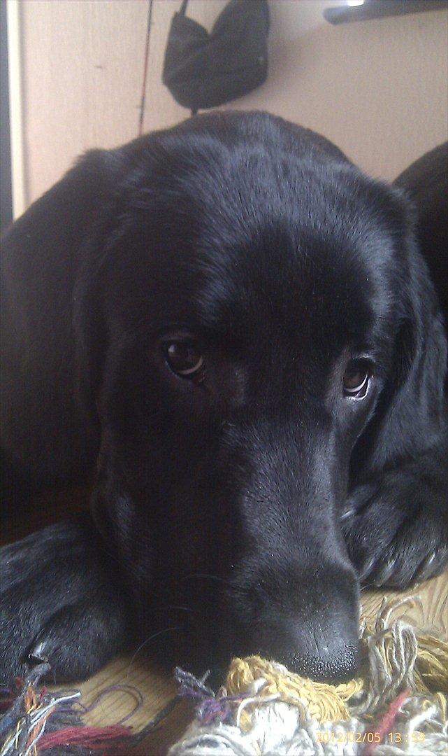 Labrador retriever Tøsen billede 10