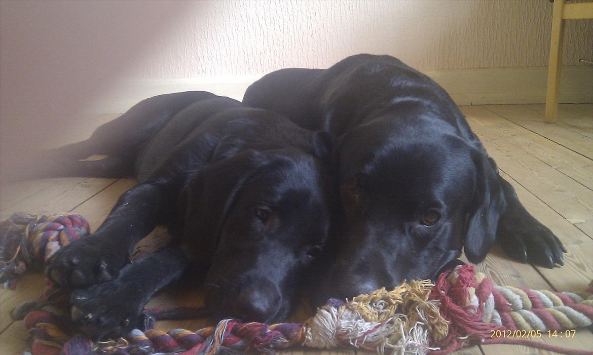 Labrador retriever Tøsen billede 11