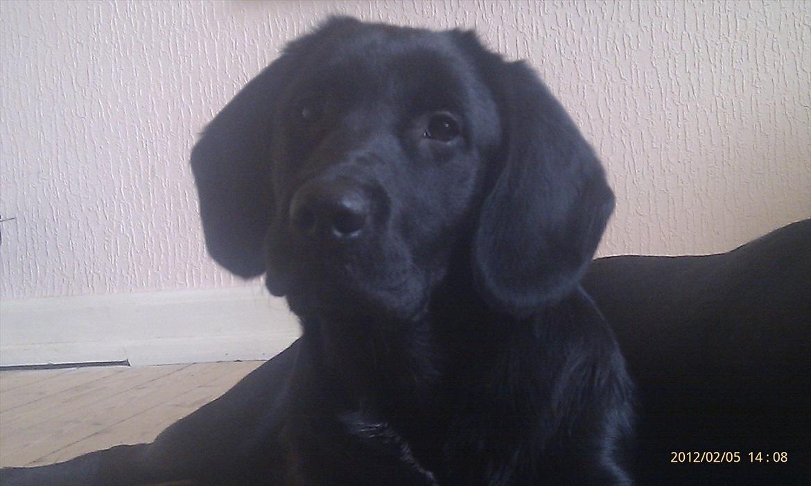 Labrador retriever Tøsen billede 12