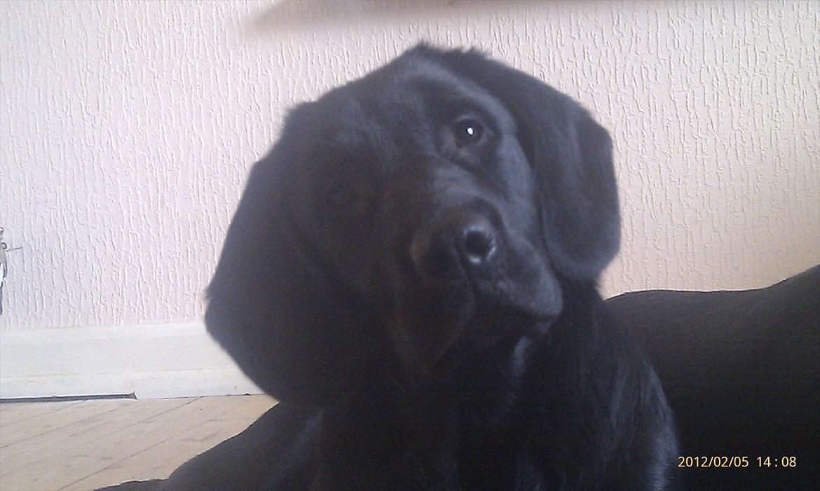 Labrador retriever Tøsen billede 13