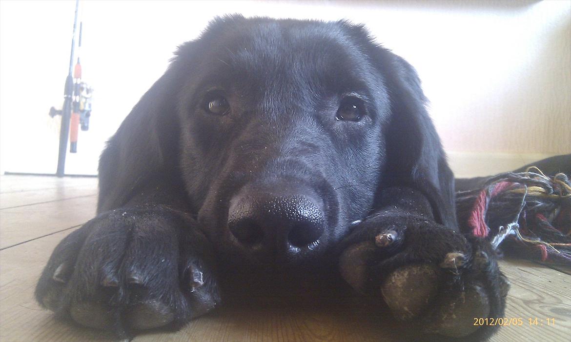 Labrador retriever Tøsen billede 14