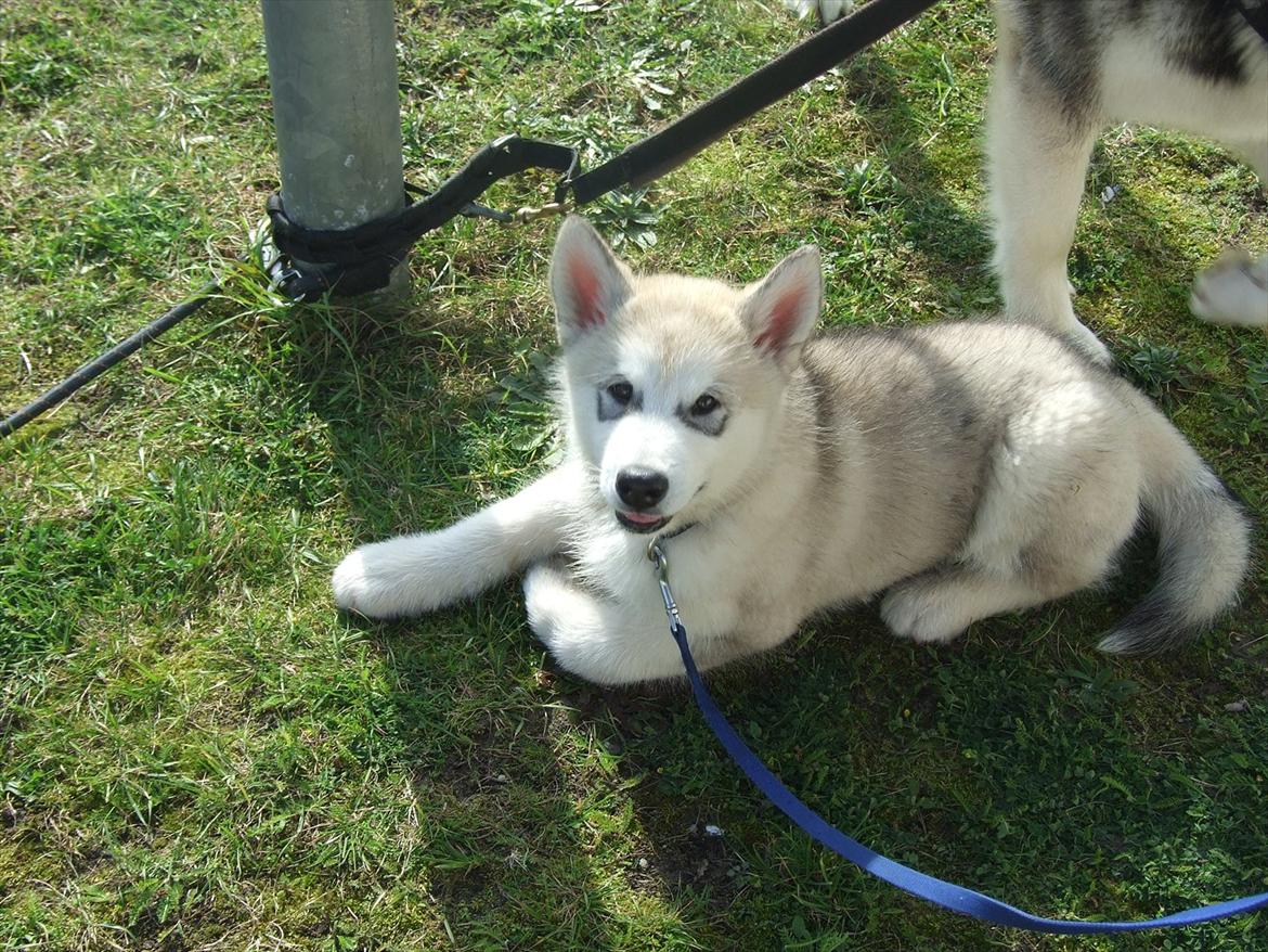 Alaskan malamute Snowcreek Daring Thor billede 1