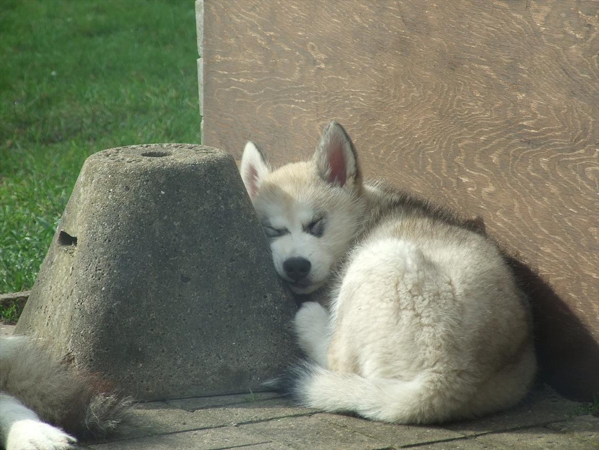 Alaskan malamute Snowcreek Daring Thor - Det kan godt være tiltrængt med en lille lur billede 2