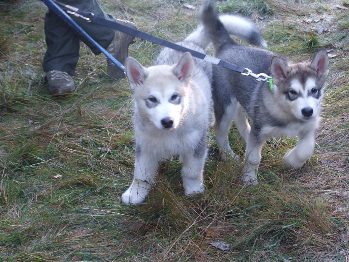 Alaskan malamute Snowcreek Daring Thor - Sammen med søster Hope billede 3