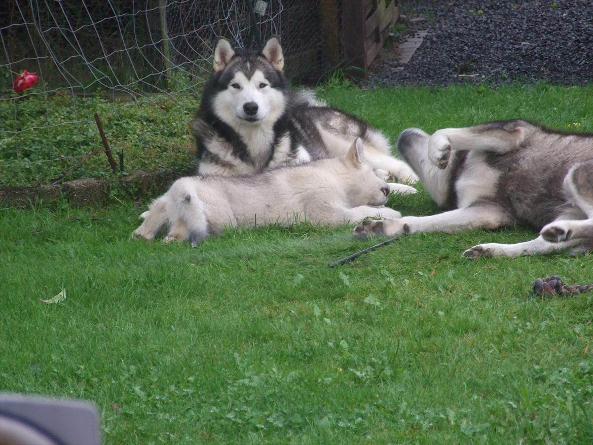 Alaskan malamute Snowcreek Daring Thor - Hygge i haven med Helios og Wolf billede 4